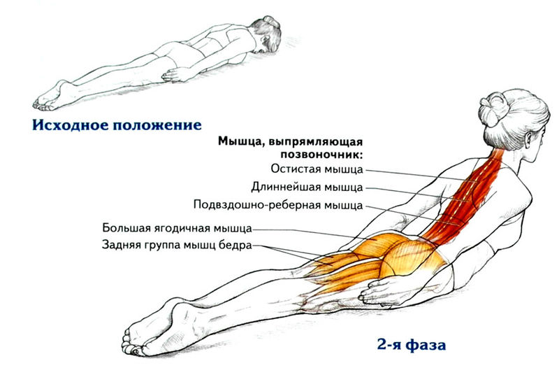 Какие упражнения полезны для мышц спины?