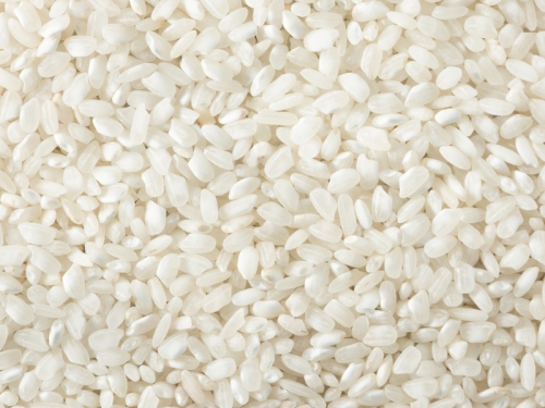 Круглозерный вид риса