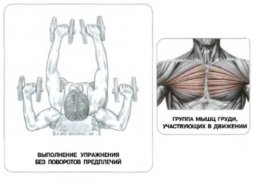 Упражнения с гантелями на грудные мышцы