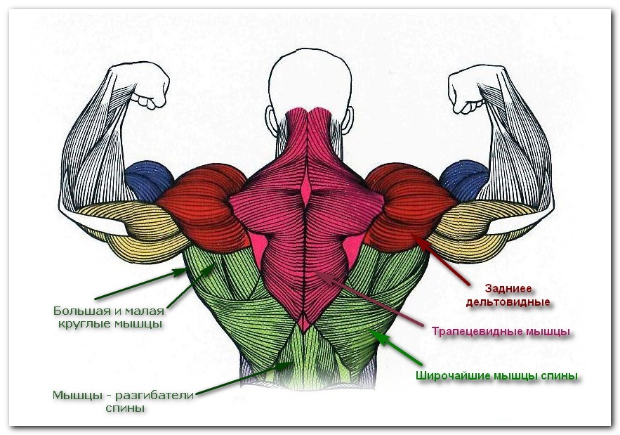 Упражнения для укрепления мыщц спины