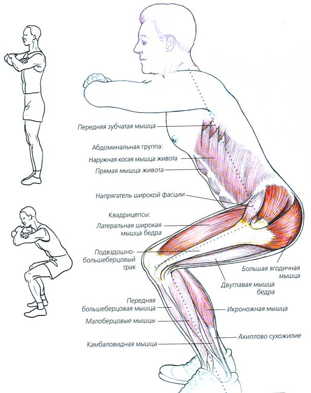 Какие мышцы качаются во время приседаний?