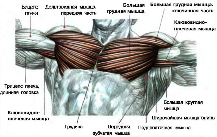 Как накачать грудные мышцы в домашних условиях?