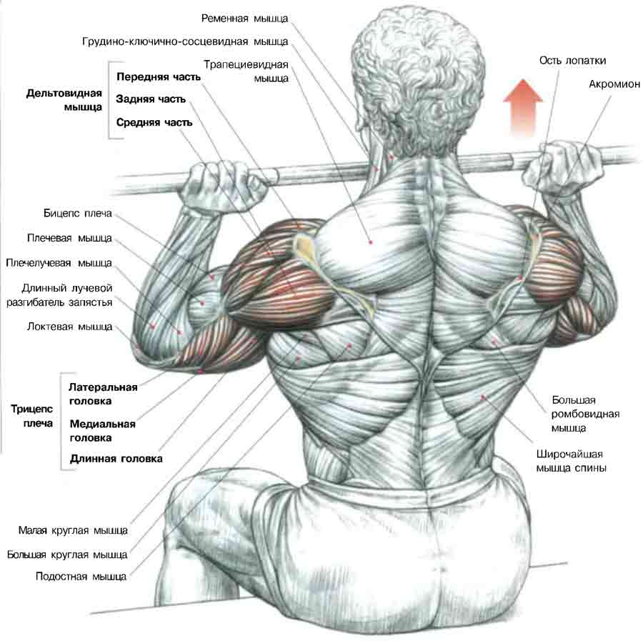 Основные эффективные упражнения на плечи
