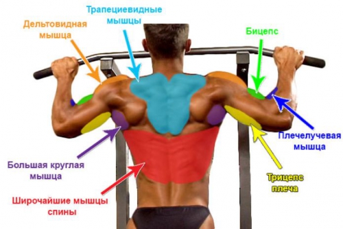 Мышцы, которые работают при подтягивании